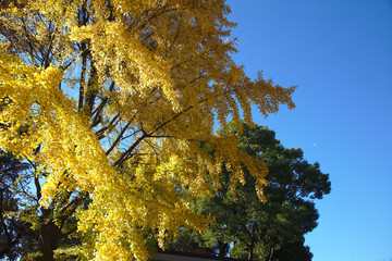 Majestic trees with yellow and green foliage and a blue sky.