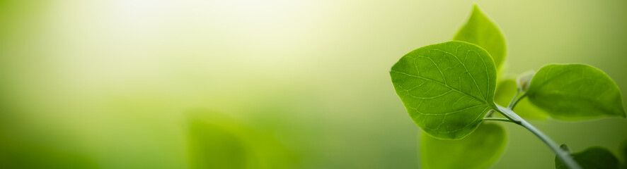 Close up of nature view green leaf on blurred greenery background under sunlight with bokeh and copy space using as background natural plants landscape, ecology cover concept.