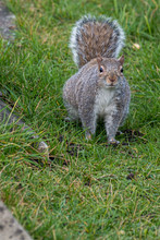 Grey Squirrel  With A Bushy Tail Looking Straight At The Camera