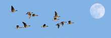 Full Moon And Flock Of White-fronted Geese / Greater White-fronted Geese (Anser Albifrons) In Flight Against Blue Sky At Dusk
