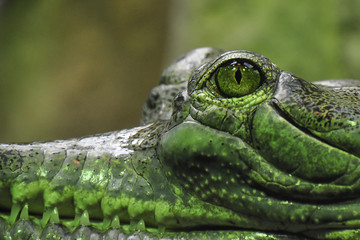 Wall Mural - Detail photo of Gharial. The gharial (Gavialis gangeticus), also known as the gavial, and fish-eating crocodile is a crocodilian in the family Gavialidae. 