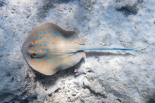 Bluespotted Ribbontail Ray (Taeniura Lymma) In Red Sea, Egypt. Close Up Of Dangerous Underwater Spotted Stingray Laing In The Sand. Beautiful Indo-Pacific Ocean Fish. Diving Photography.