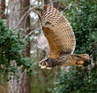 Great horned owl at raptor show for rehabilitated raptors.. 