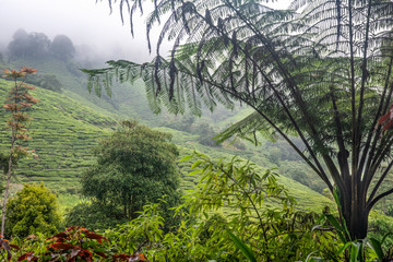 Wall Mural - Tea plantation in Cameron Highlands. Foggy morning. Malaysia