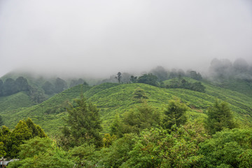 Wall Mural - Tea plantation in Cameron Highlands. Foggy morning. Malaysia