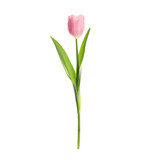 Fototapeta Tulipany - Beautiful spring pink tulip isolated on white