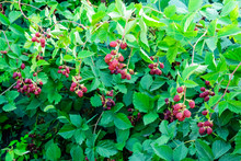 Unripe Berries On A Bush Of The Blackberry In Garden