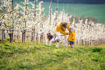 Wall Mural - Front view of senior grandmother with granddaughter walking in orchard in spring.