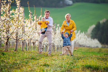 Wall Mural - Senior grandparents with toddler grandchildren walking in orchard in spring.