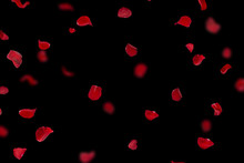 Background With Red Rose Petals. Falling Red Flower Petals And Pink. Happy Valentines Day Card. Valentine's Day Background. Set Of Naturalistic Rose Petals On Black Background