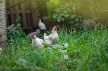Free Range Living Chicken On  Farm. Hens  Roam Freely In Green Paddock