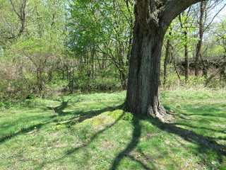 tree in forest