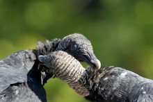 Two Black Vultures Preening Each Other