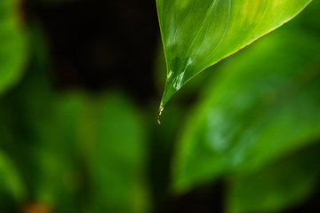 Close up of leaves in the garden