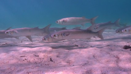 Wall Mural - Schools of Grey Mullets (Mugilidae) gather in the shallows of King's Bay to warm themselves in the springs here and to avoid predators. A Snook (Centropomus undecimalis) appears near end of clip.