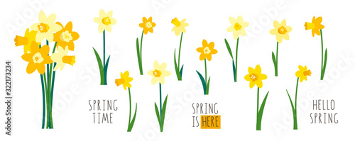 Photographie Vector set of yellow daffodils isolated on white background