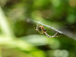 Female Wasp Spider on a Web