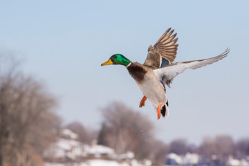 Canvas Print - Mallards in winter