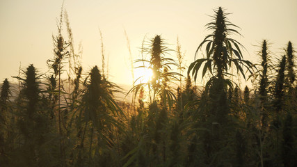 Wall Mural - Silhouette of marijuana plants at outdoor cannabis farm field in sunset and sun behind plants. Hemp plants used for CBD and health