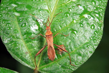 Stink bug on green leaves, North China