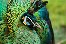 Green Peafowl Closeup