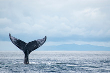 Humpback Whale Tail In The Air Sky Background