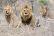 Male Lion Coalition, Lions In The Wilderness, Lion Brothers