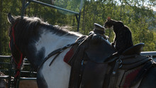 Cute Cat Sitting In A Saddle, Ready To Ride The Paint (quarter Horse).