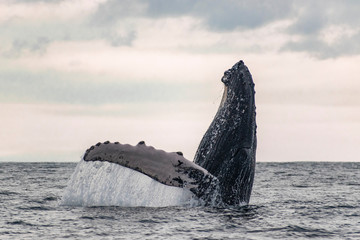 Humpback whale breach with sunset background