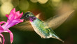 Male hummingbird with colorful feather