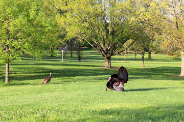 Wall Mural - beautiful spring wildlife nature background. scenic view with wild turkeys walking in city park. mad