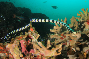 Sticker - Banded Sea Snake (Krait) on underwater coral reef 