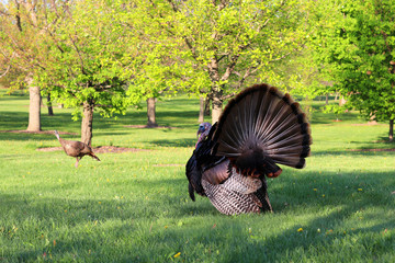 Wall Mural - beautiful spring wildlife nature background. scenic view with wild turkeys walking in city park. mad