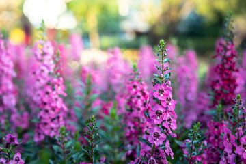 The background image of the colorful flowers