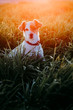 © Eva - portrait of beautiful jack russell dog sitting at sunset outdoors. Happy dog