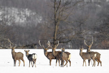 Herd Of Japanese Sika Deer Male In A Snowy Field