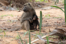 Mother Baboon With Her Cub