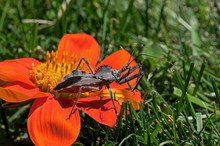 Wheel Bug Or Assassin Bug On Tithonia Diversifolia Flower. Assassin Bug Is In The Family Reduviidae And The Species Is One Of The Largest Terrestrial True Bugs In North America. 