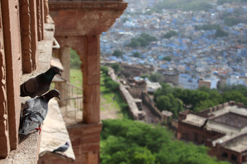 pigeon perched on fort (india) in blue city