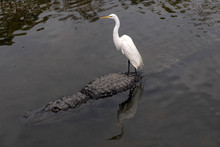 Egret Standing On An Alligator's Back, With A Beautiful Reflection In The Water.