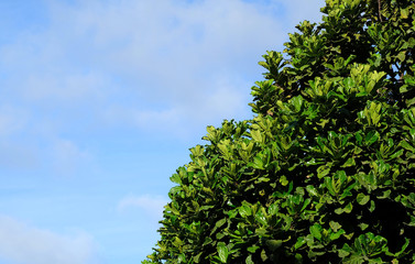 Dense corona of a Ficus lyrata tree.