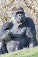 Poster - Closeup shot of a gorilla  making a fist