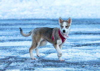 Sticker - Dog. Siberian husky puppy, dog with diferent eye colors on snow.. In dogs this phenomena is called Heterochromia.