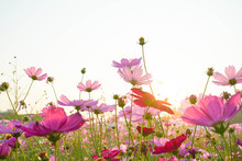 Pink Flowers On A White Background Cosmos
