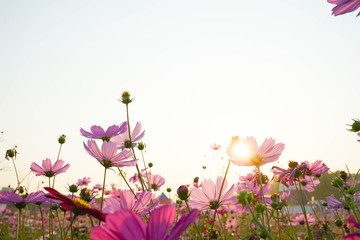Wall Mural - pink flowers on a white background cosmos
