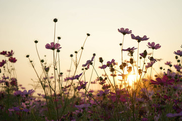 Wall Mural - field of flowers cosmos