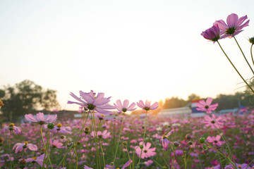 Wall Mural - cosmos flowers on white background