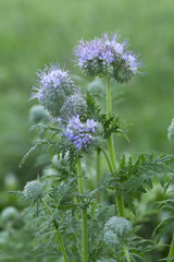 Poster - Blue tansy, Phacelia tanacetifolia cowered with dew photographed early morning