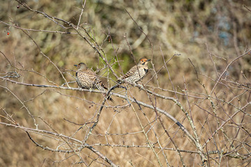 two beautiful woodpeckers resting on the leafless branches in the open filed on a sunny day