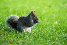 Close Up Of A Cute Brown Squirrel Eating On Green Grass Field With Big Fluffy Tail